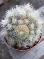 Mammillaria Geminispina Specimen Cactus Live Plant