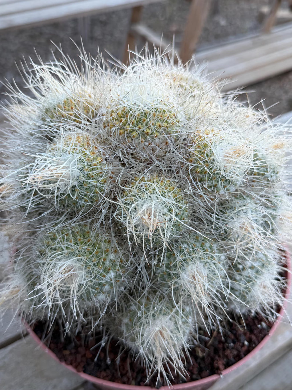 Mammillaria Geminispina Specimen Cactus Live Plant