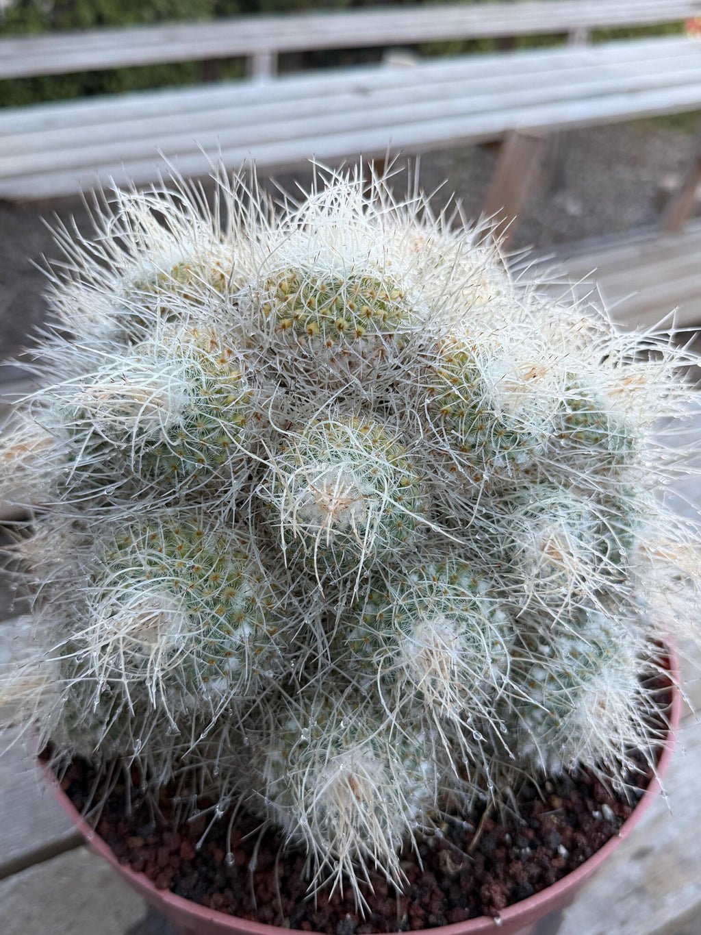 Mammillaria Geminispina Specimen Cactus Live Plant