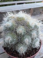 Mammillaria Geminispina Specimen Cactus Live Plant