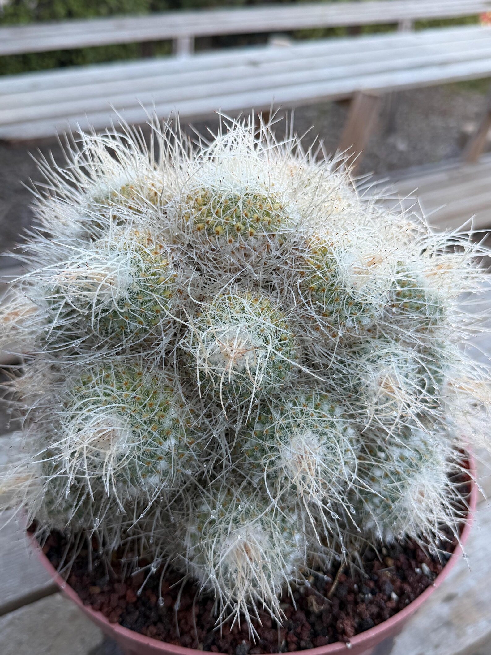 Mammillaria Geminispina Specimen Cactus Live Plant