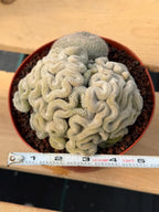 Mammillaria Perbella Crested Specimen Cactus #334