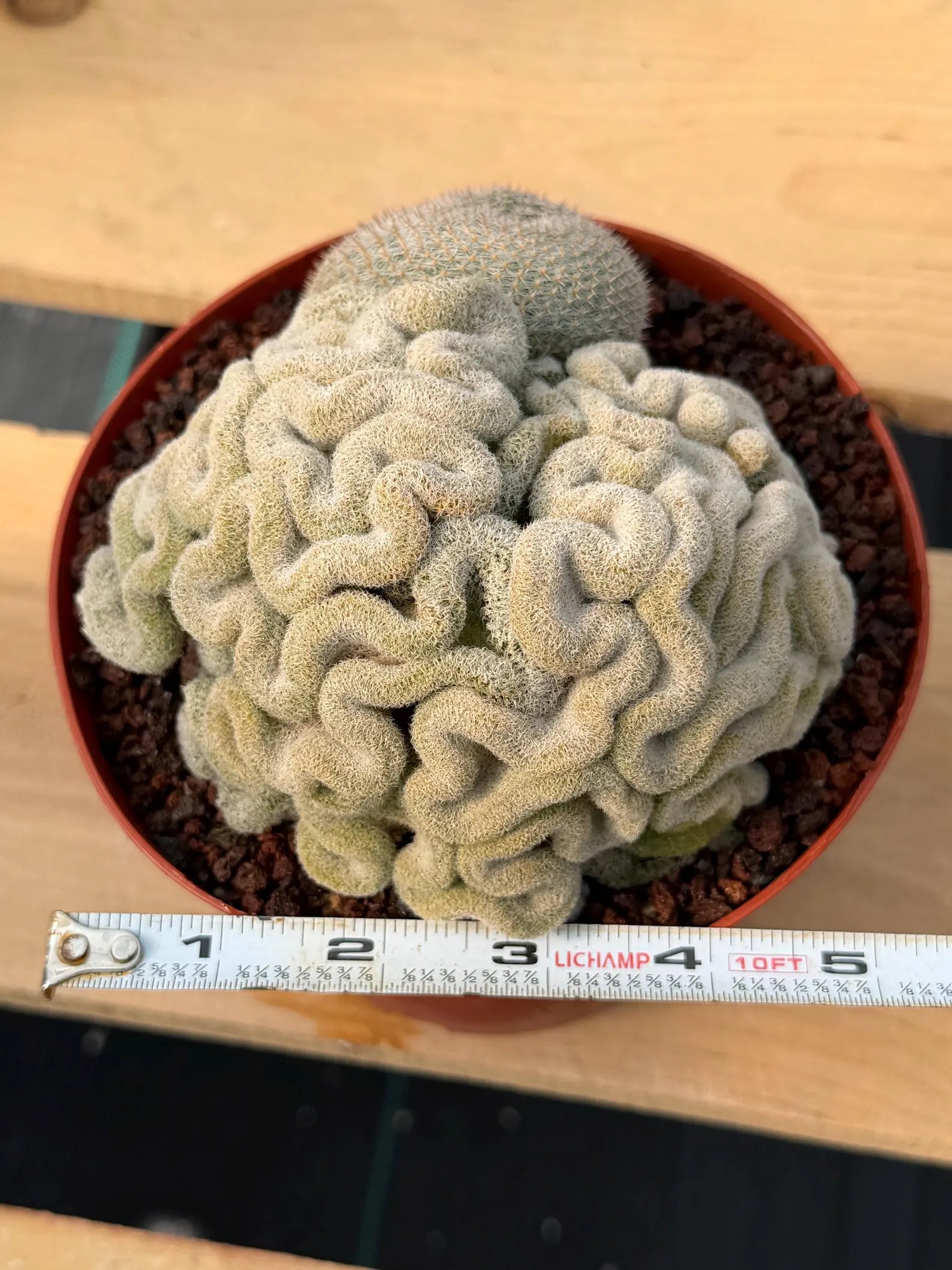 Mammillaria Perbella Crested Specimen Cactus #334