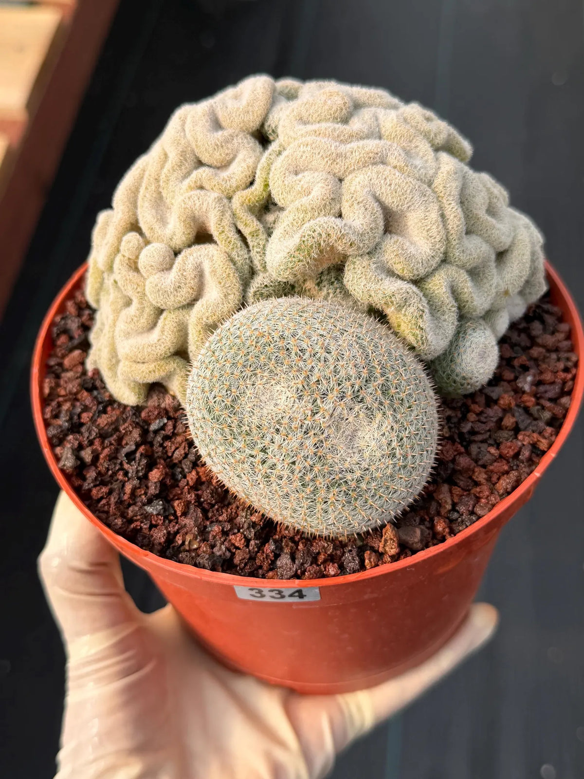 Mammillaria Perbella Crested Specimen Cactus #334