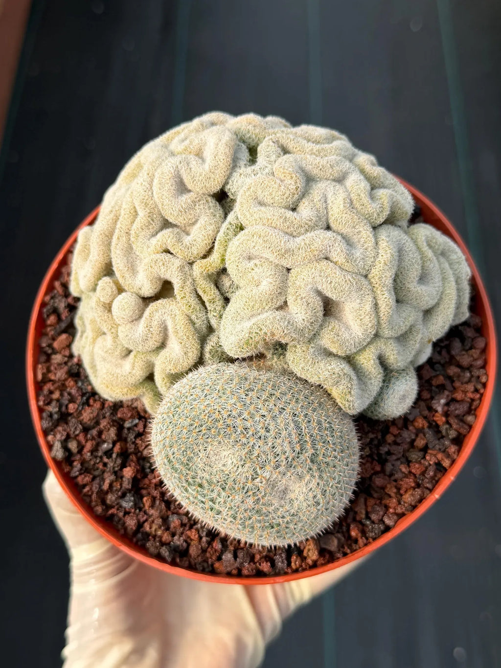 Mammillaria Perbella Crested Specimen Cactus #334