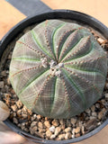 Large Seed Grown Euphorbia Obesa Rare Succulent Live Plant #432