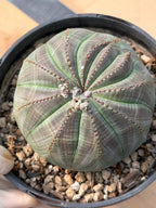 Large Seed Grown Euphorbia Obesa Rare Succulent Live Plant #432