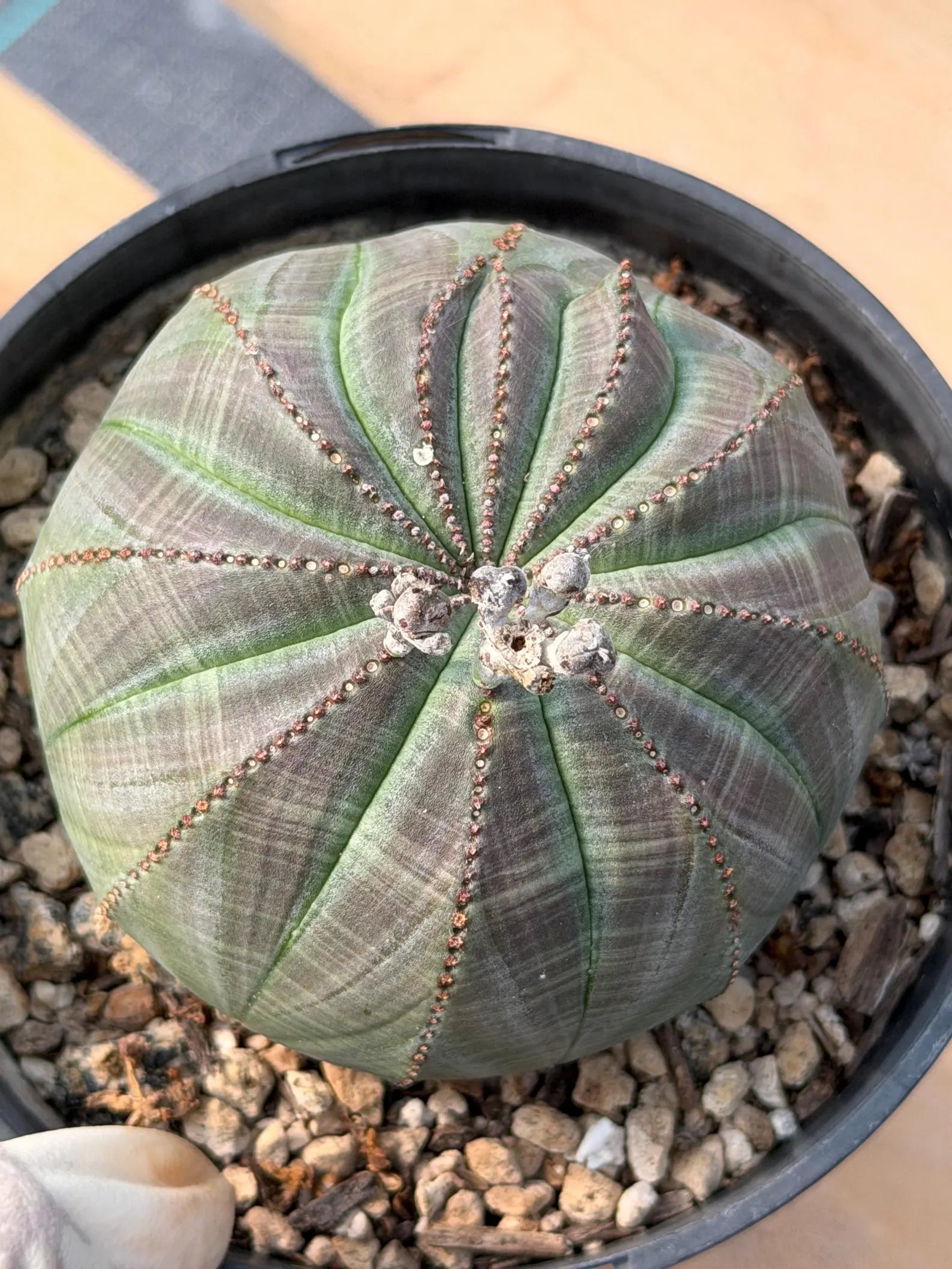 Large Seed Grown Euphorbia Obesa Rare Succulent Live Plant #432