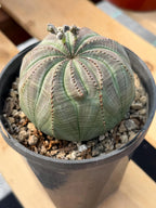 Large Seed Grown Euphorbia Obesa Rare Succulent Live Plant #432
