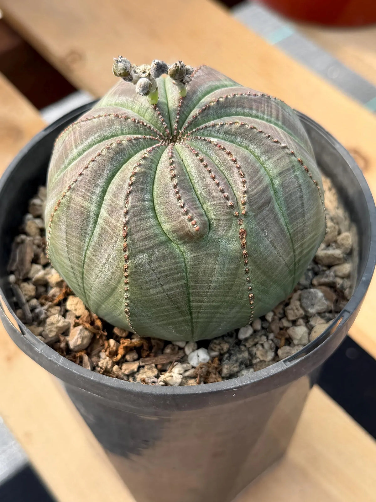 Large Seed Grown Euphorbia Obesa Rare Succulent Live Plant #432