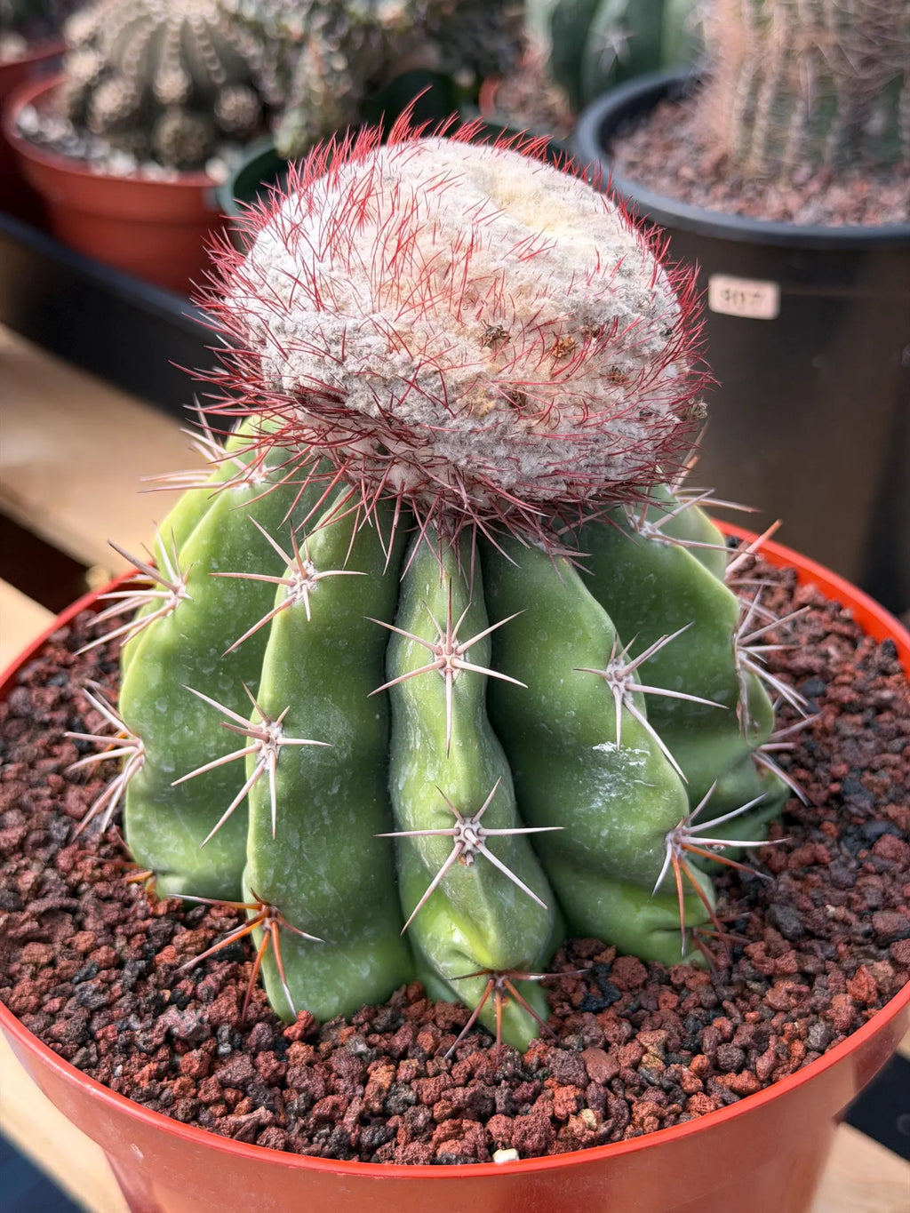 Melocactus Big Cephalium | Rare Specimen Cactus #452