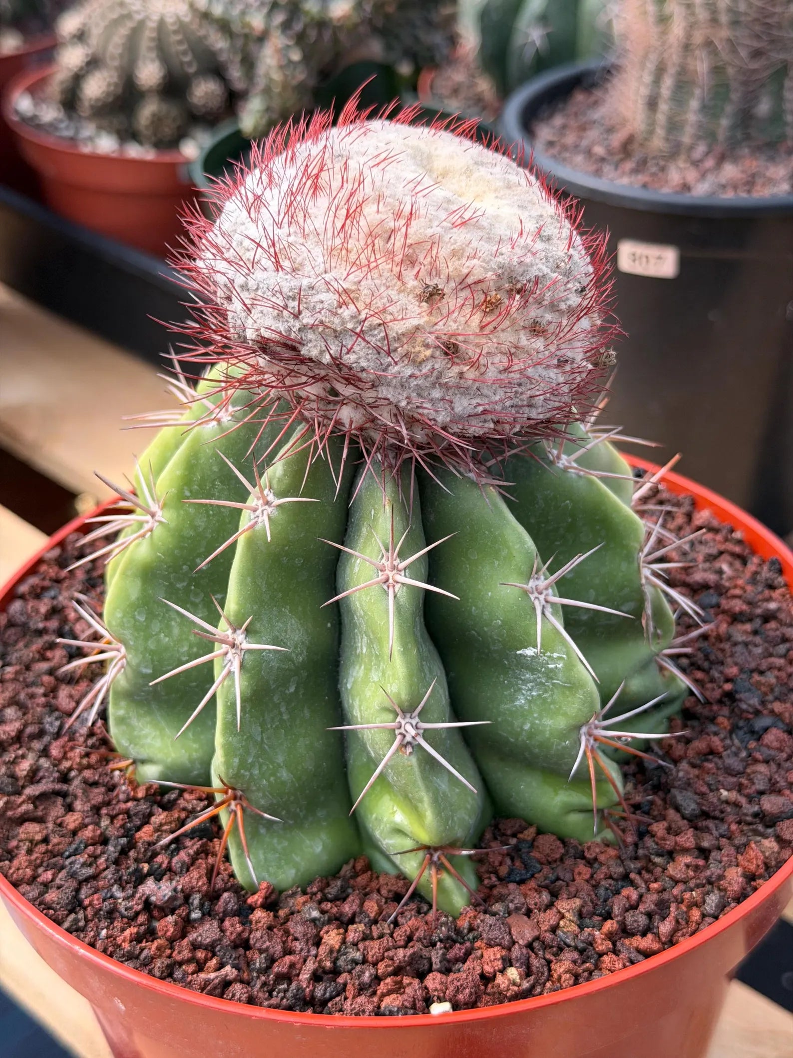 Melocactus Big Cephalium | Rare Specimen Cactus #452