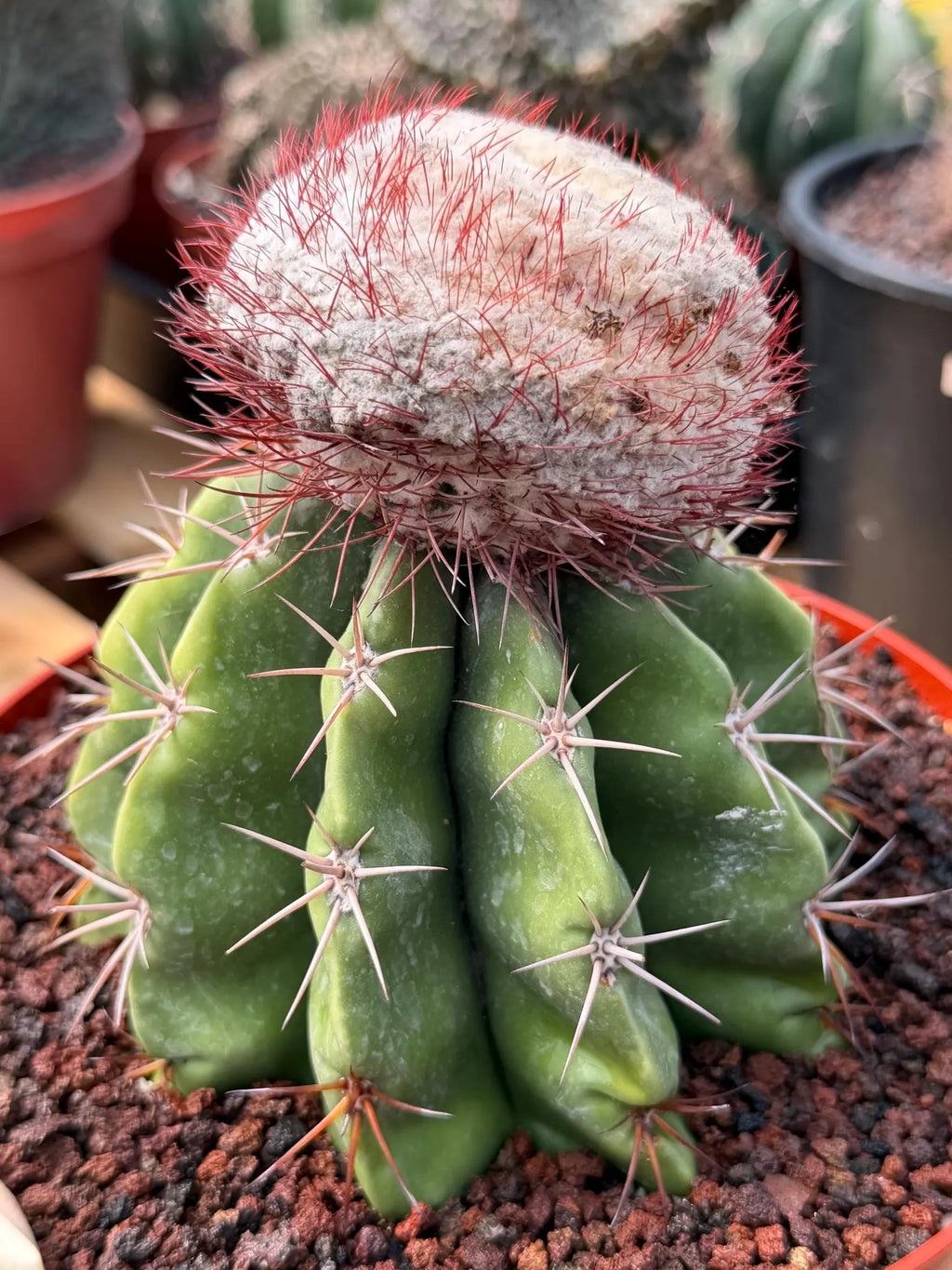 Melocactus Big Cephalium | Rare Specimen Cactus #452