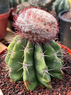 Melocactus Big Cephalium | Rare Specimen Cactus #452