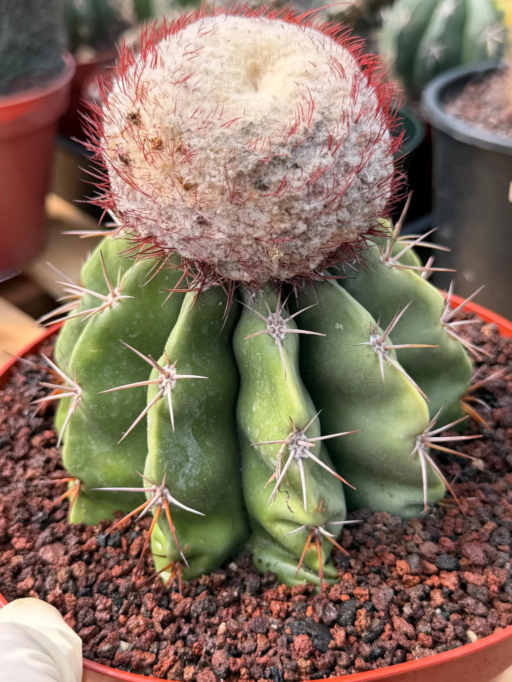 Melocactus Big Cephalium | Rare Specimen Cactus #452