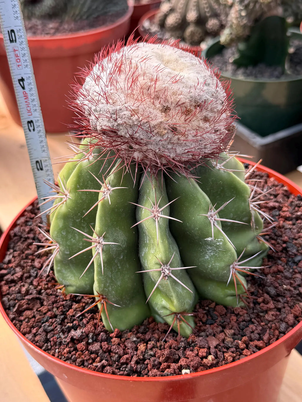 Melocactus Big Cephalium | Rare Specimen Cactus #452