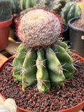 Melocactus Big Cephalium | Rare Specimen Cactus #452
