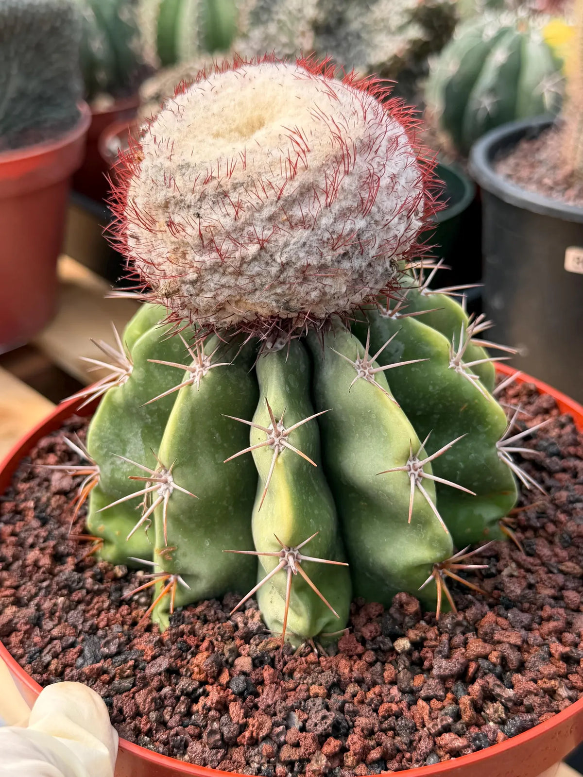 Melocactus Big Cephalium | Rare Specimen Cactus #452