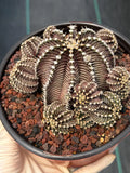 Gymnocalycium R9001 Cluster Rare Live Cactus – Similar Collector Plant #18