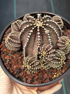Gymnocalycium R9001 Cluster Rare Live Cactus – Similar Collector Plant #18
