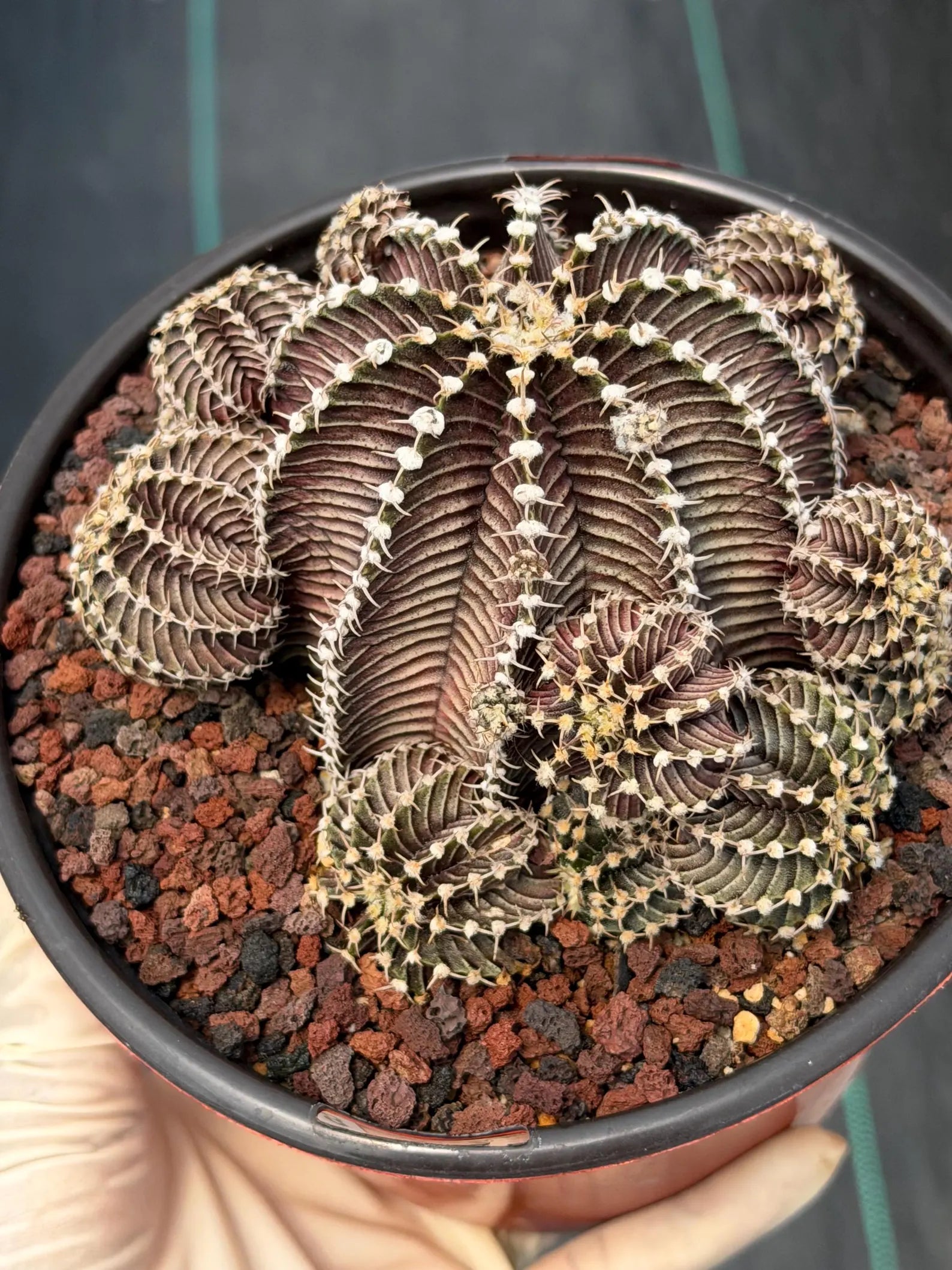 Gymnocalycium R9001 Cluster Rare Live Cactus – Similar Collector Plant #18