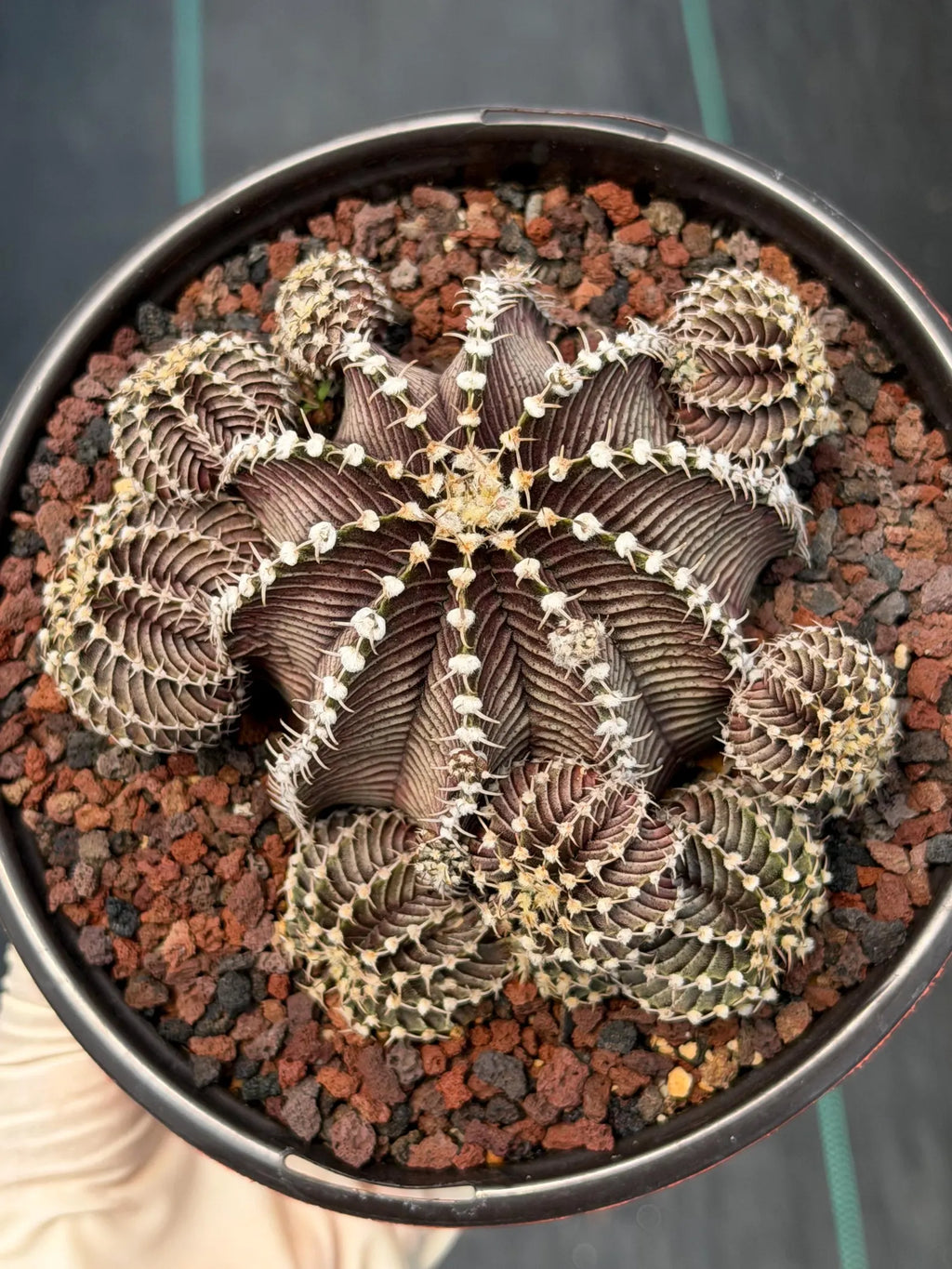 Gymnocalycium R9001 Cluster Rare Live Cactus – Similar Collector Plant #18
