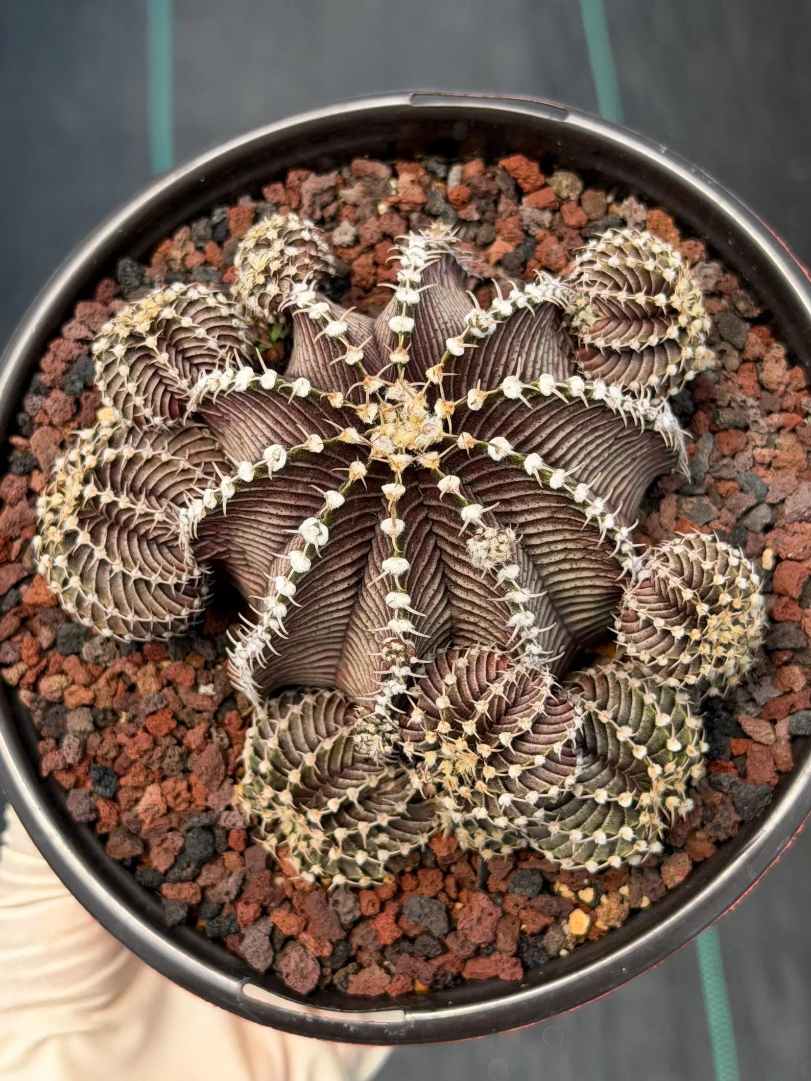 Gymnocalycium R9001 Cluster Rare Live Cactus – Similar Collector Plant #18