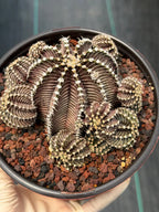 Gymnocalycium R9001 Cluster Rare Live Cactus – Similar Collector Plant #18