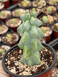 Boobie Cactus Live Plant |  Rare Succulent