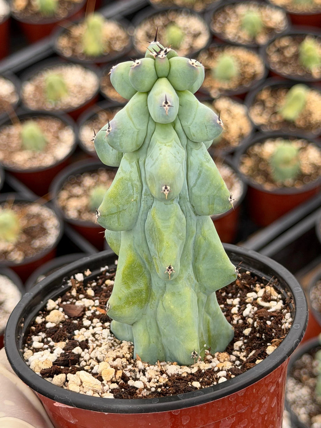 Boobie Cactus Live Plant |  Rare Succulent