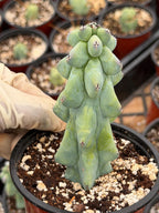 Boobie Cactus Live Plant |  Rare Succulent