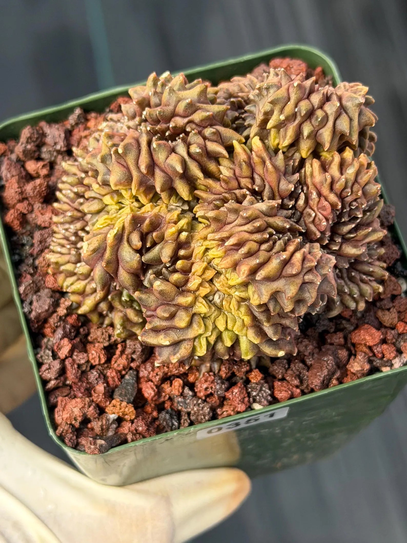 Crested Gymnocalycium Mihanovichii | Rare Live Cactus #351