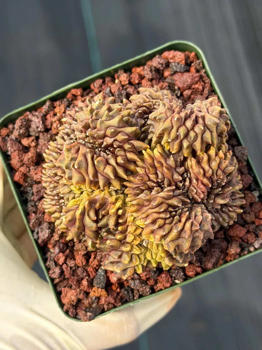 Crested Gymnocalycium Mihanovichii | Rare Live Cactus #351