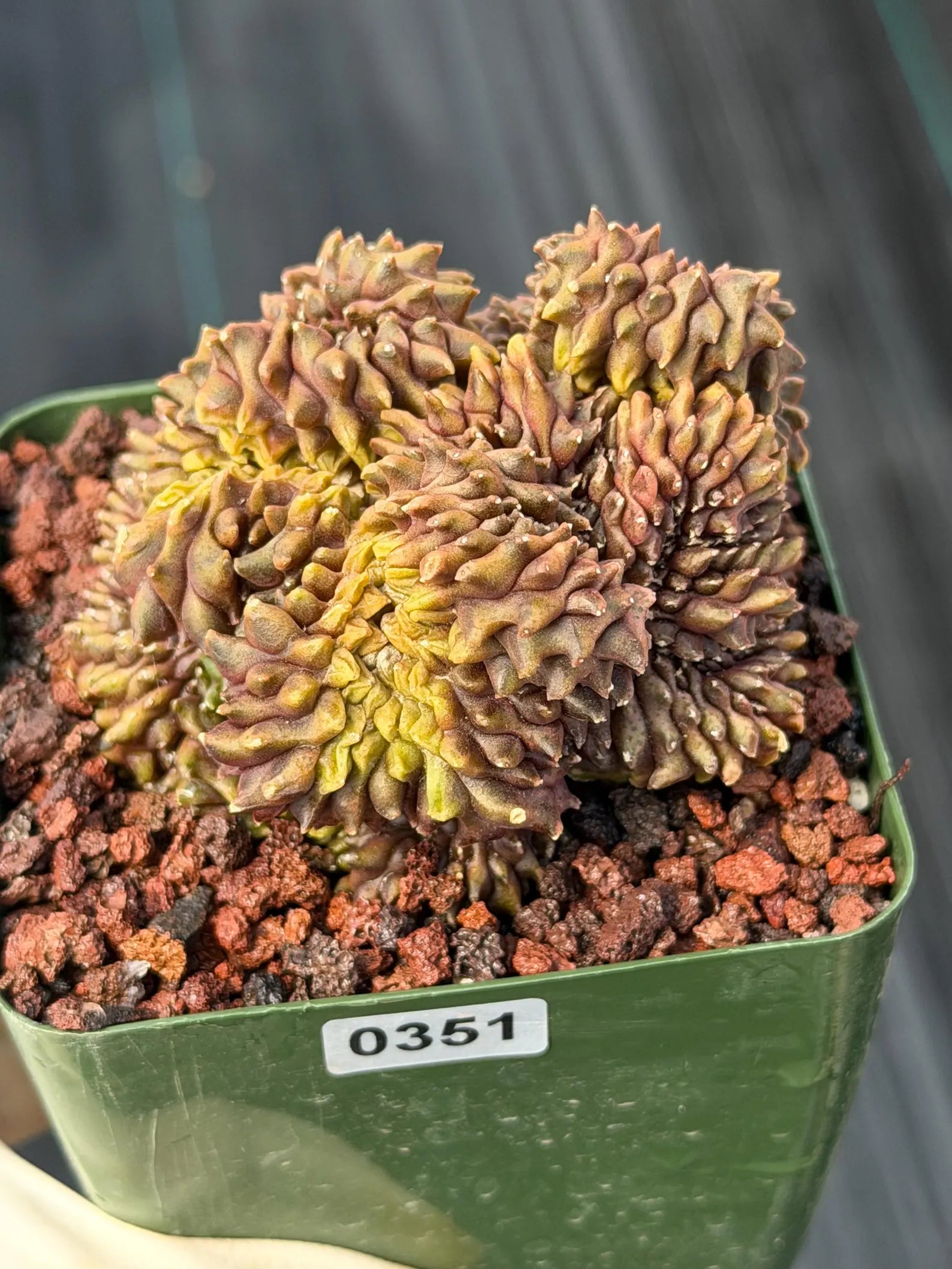 Crested Gymnocalycium Mihanovichii | Rare Live Cactus #351