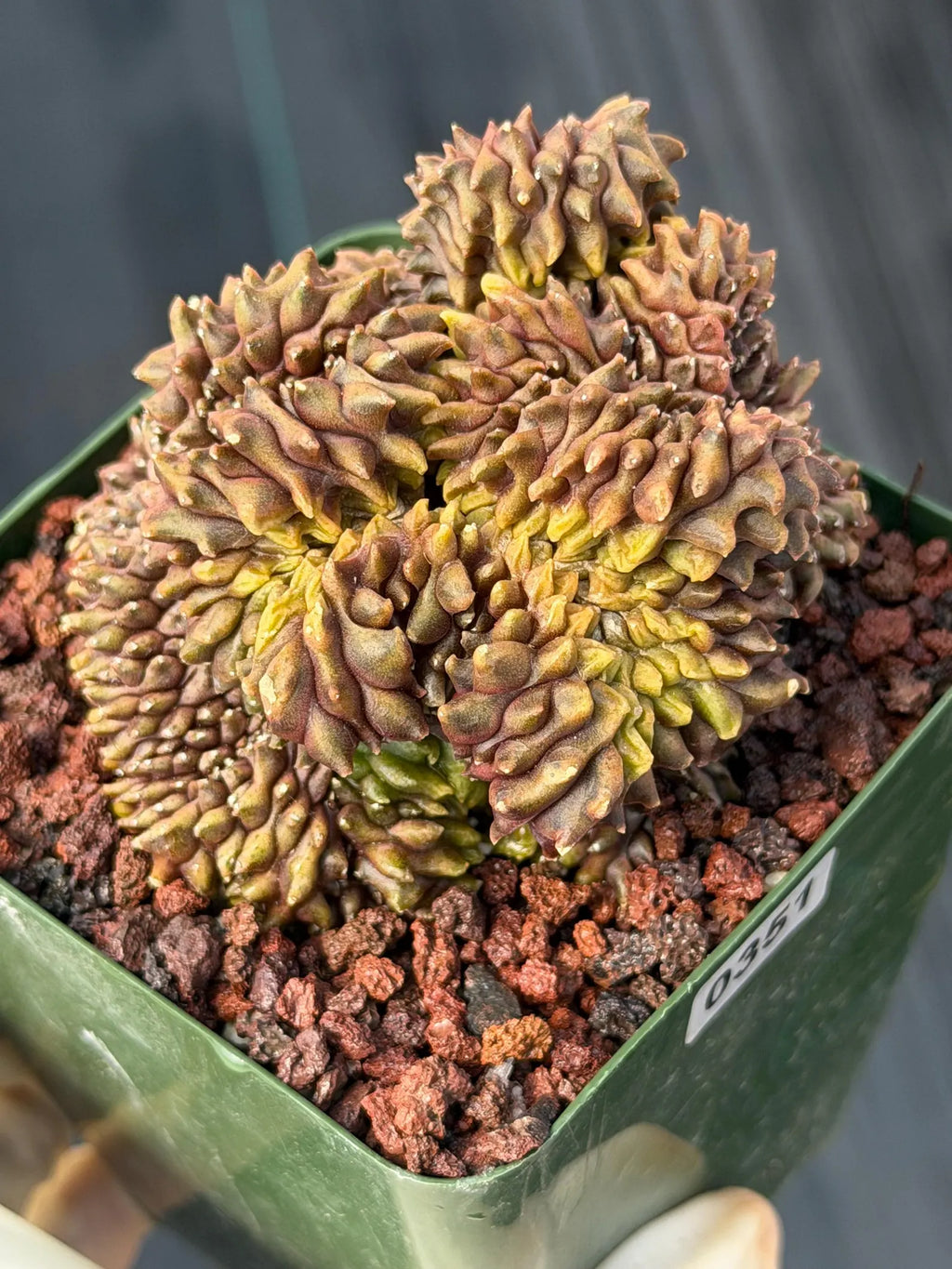 Crested Gymnocalycium Mihanovichii | Rare Live Cactus #351
