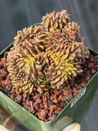 Crested Gymnocalycium Mihanovichii | Rare Live Cactus #351