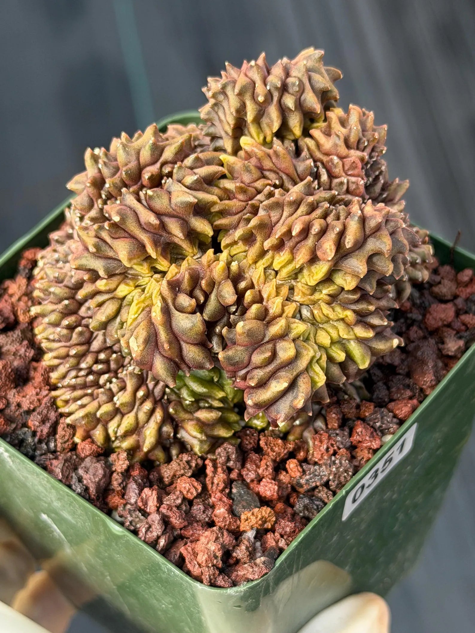 Crested Gymnocalycium Mihanovichii | Rare Live Cactus #351