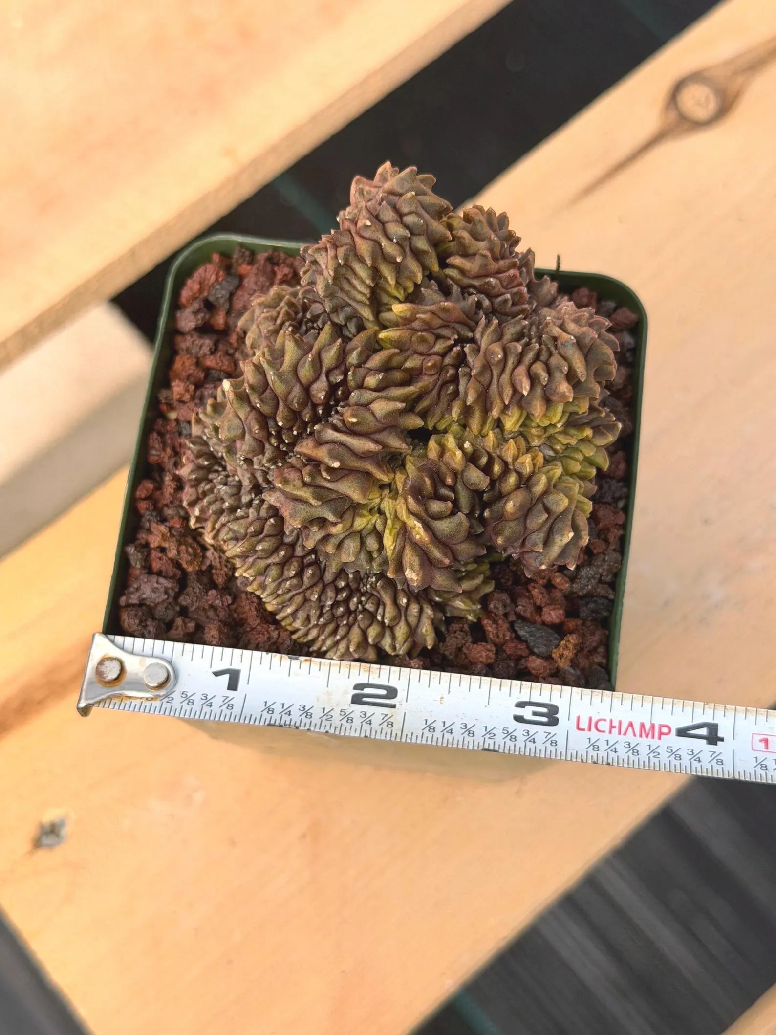 Crested Gymnocalycium Mihanovichii | Rare Live Cactus #351