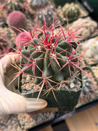 Ferocactus Gracilis Live Cactus – Rare Red Spine Barrel Cactus for Indoor & Outdoor Desert Gardens