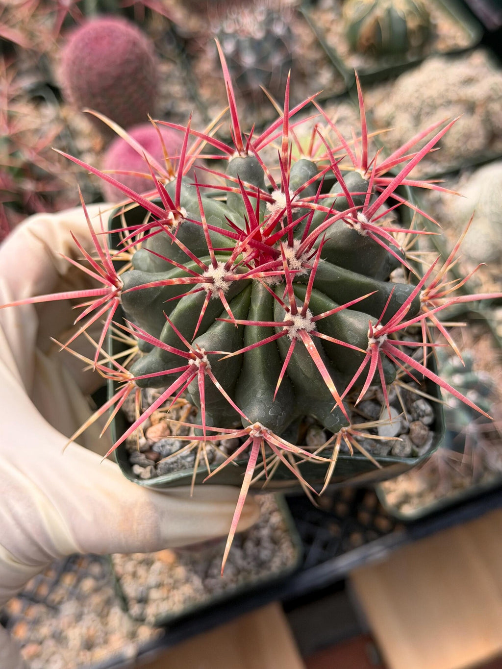 Ferocactus Gracilis Live Cactus | Rare Barrel Cactus | 6-Inch Succulent Plant