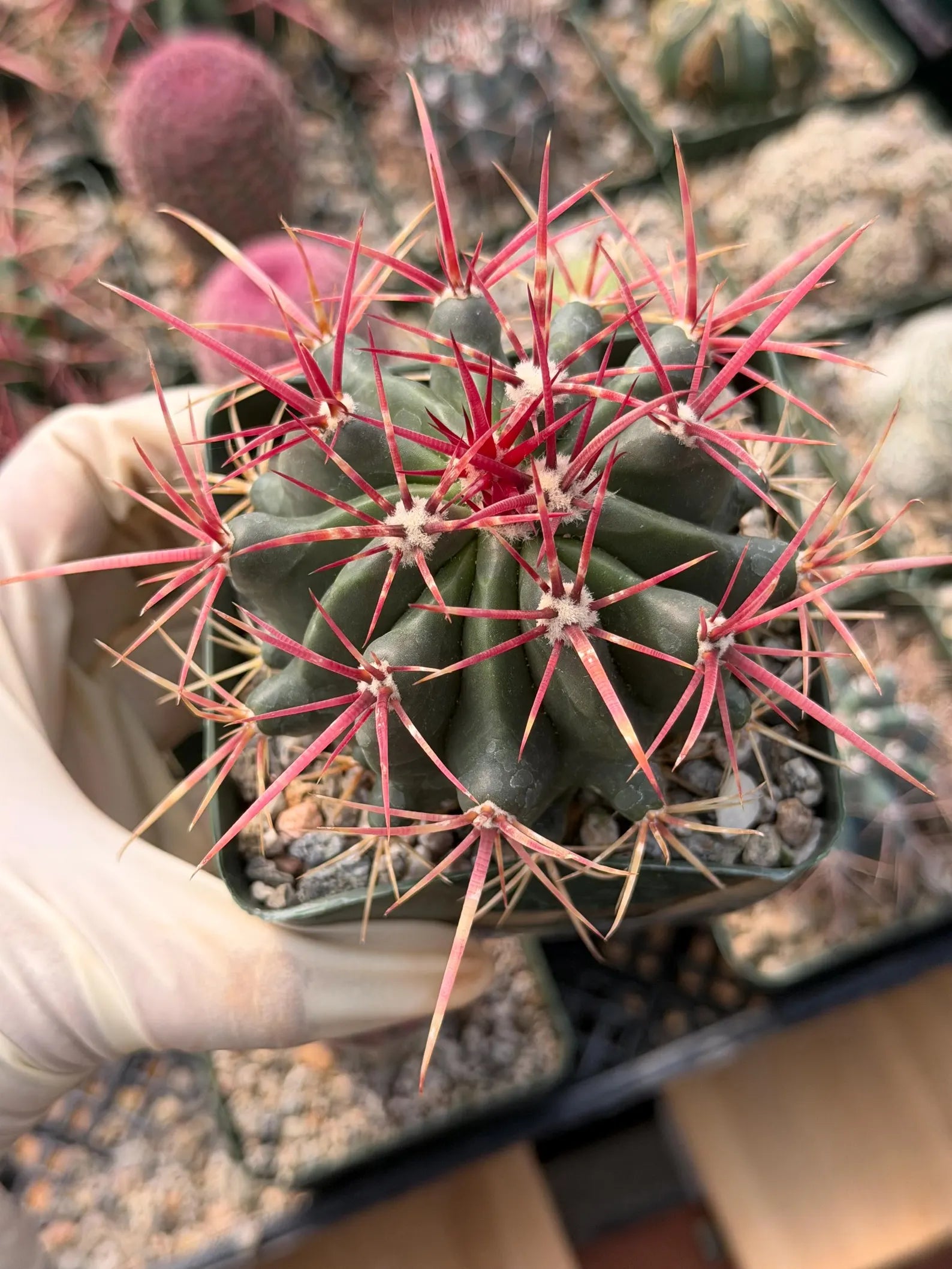 Ferocactus Gracilis Rare Red Spine Cactus | Live Plant