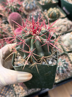 Ferocactus Gracilis Live Cactus – Rare Red Spine Barrel Cactus for Indoor & Outdoor Desert Gardens