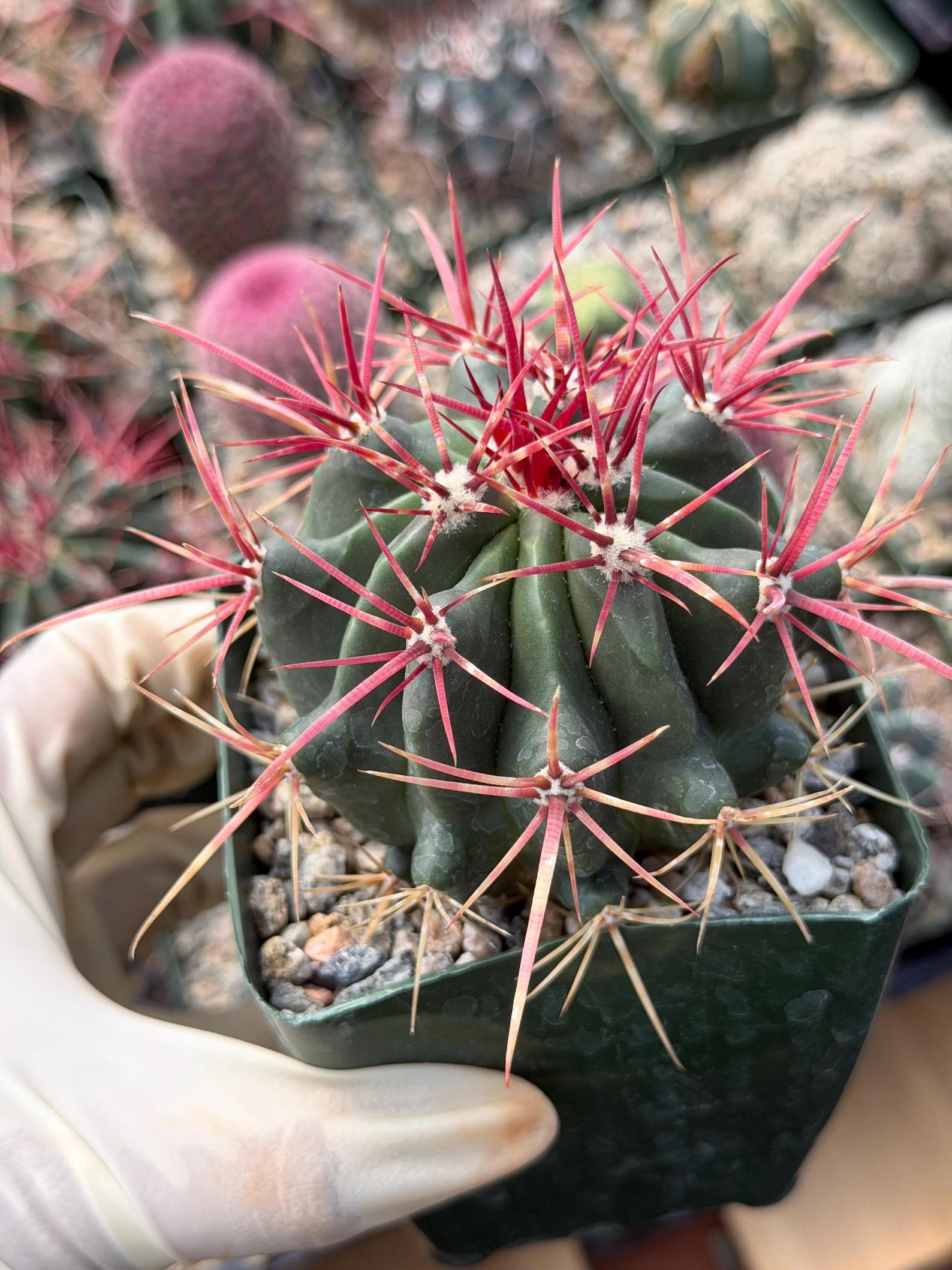 Ferocactus Gracilis Live Cactus | Rare Barrel Cactus | 6-Inch Succulent Plant