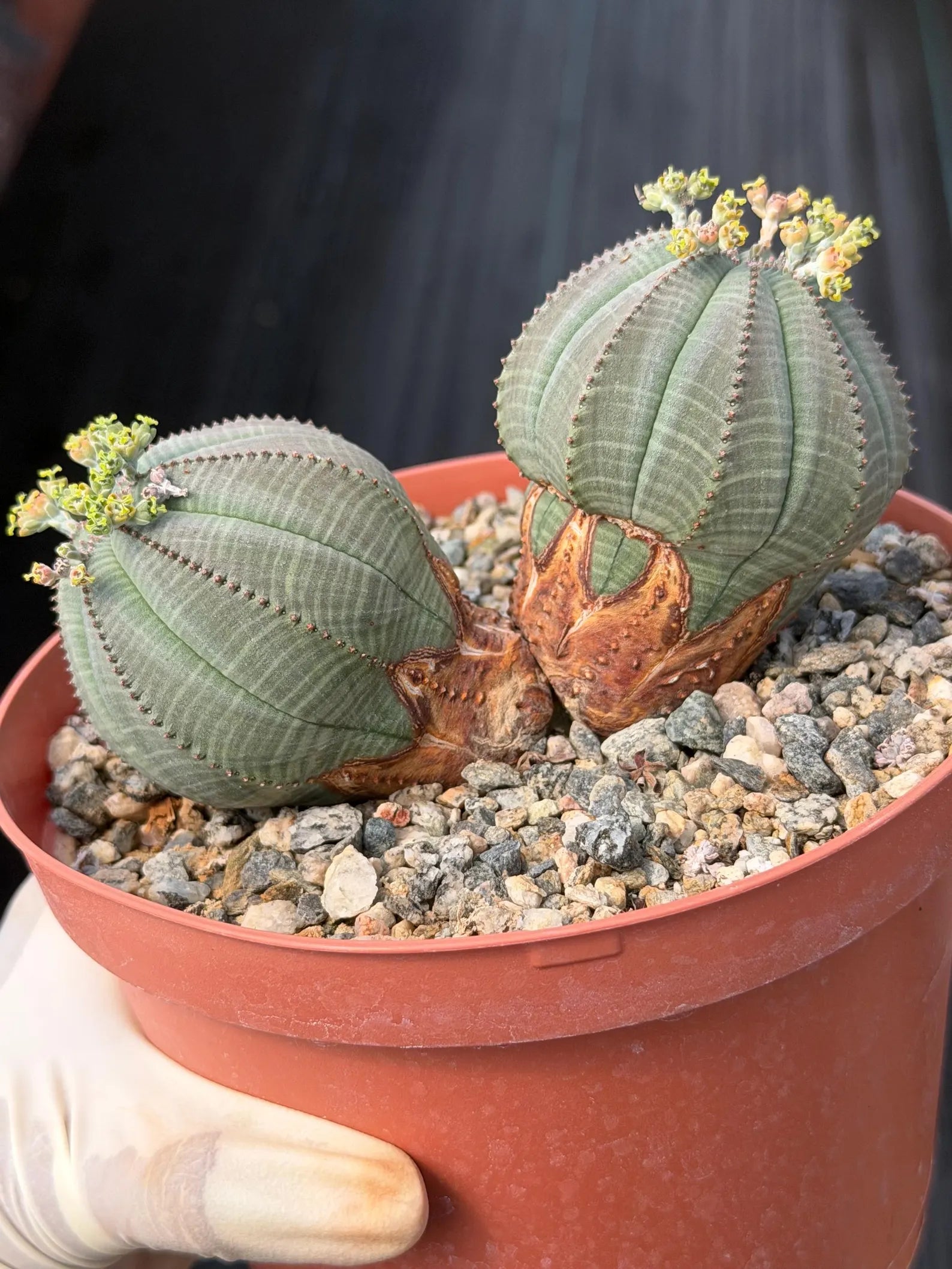 Euphorbia Obesa Dichot Rare Succulent – Live Plant #325