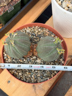 Euphorbia Obesa Dichot Rare Succulent – Live Plant #325