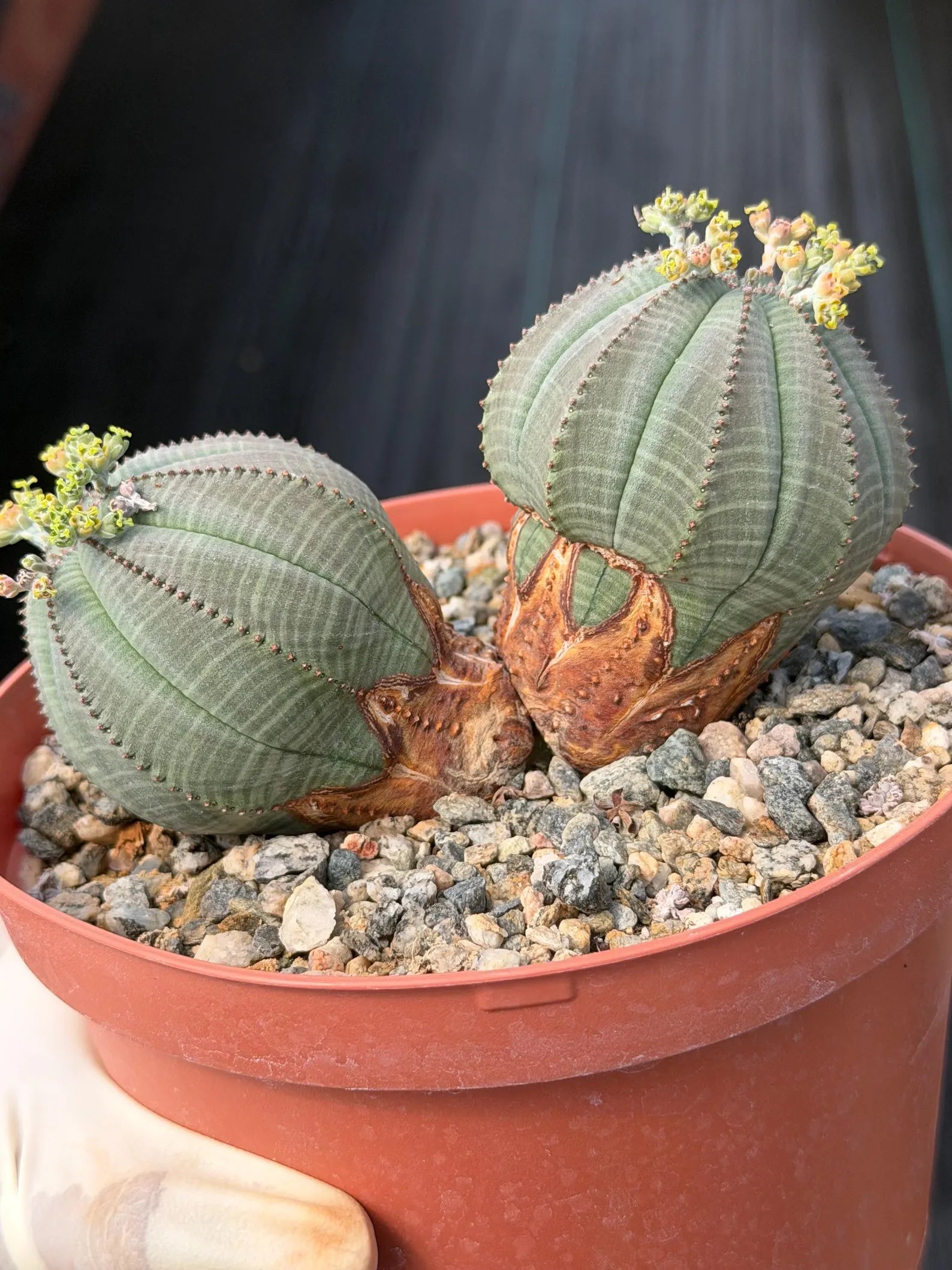 Euphorbia Obesa Dichot Rare Succulent – Live Plant #325
