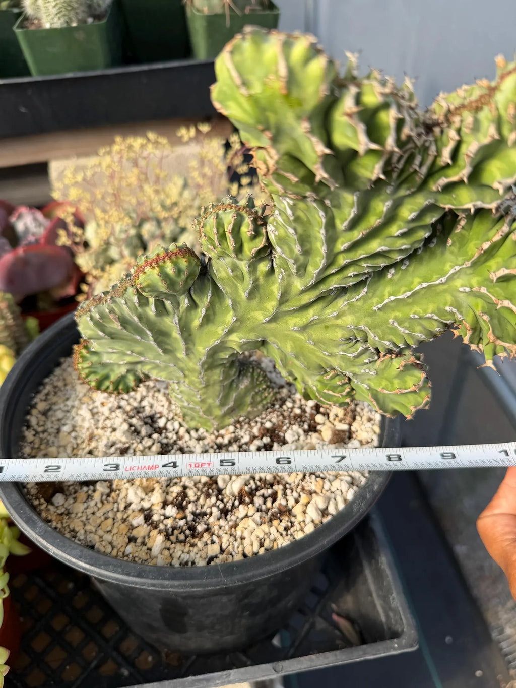 Crested Euphorbia Zigzag | Rooted Cutting | Rare Live Plant