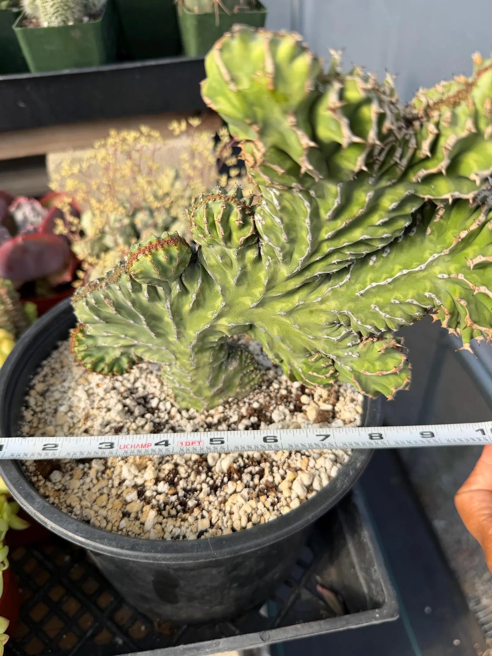 Crested Euphorbia Zigzag | Rooted Cutting | Rare Live Plant