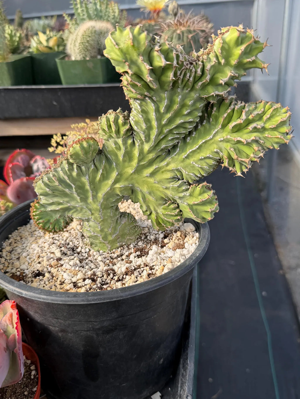 Crested Euphorbia Zigzag | Rooted Cutting | Rare Live Plant