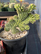 Crested Euphorbia Zigzag | Rooted Cutting | Rare Live Plant